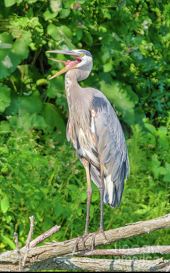 Great Blue Heron Squawking With Open Beak Photograph by Charline Xia