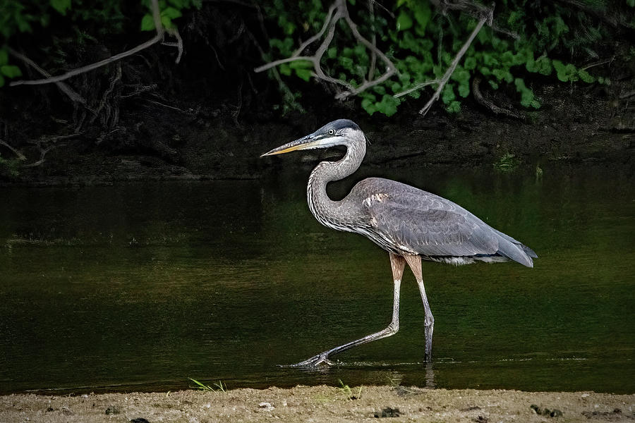 Great Blue Heron Stalking Its Prey Photograph by Ira Marcus