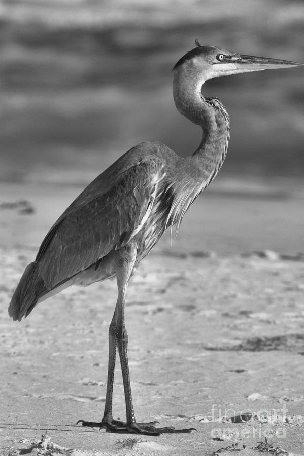 Great Blue Heron Standing Along The Gulf Coast Black And White Photograph by Adam Jewell