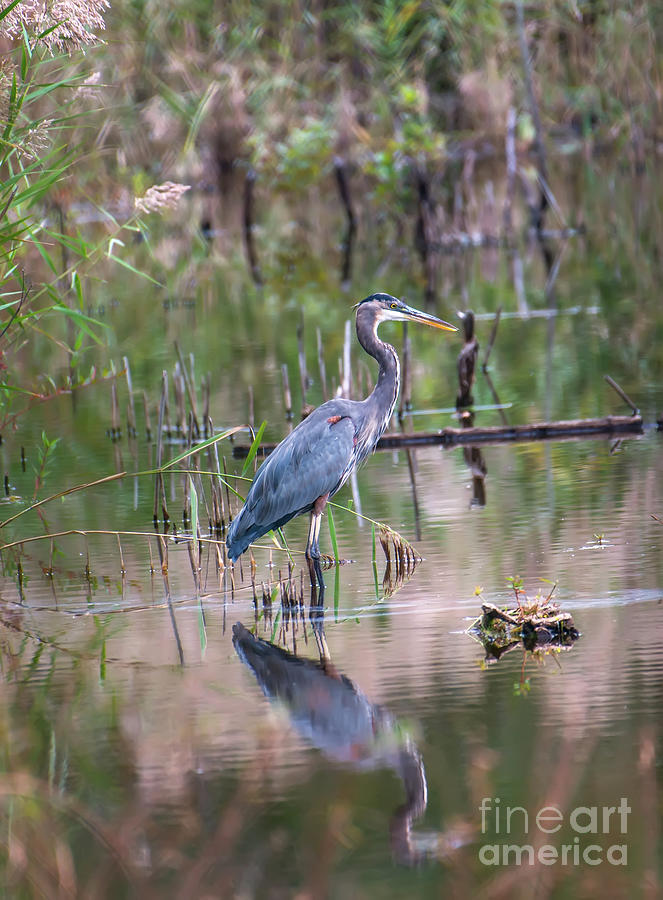 Great Blue Heron standing in a Chesapeake Bay marsh during Sprin ...