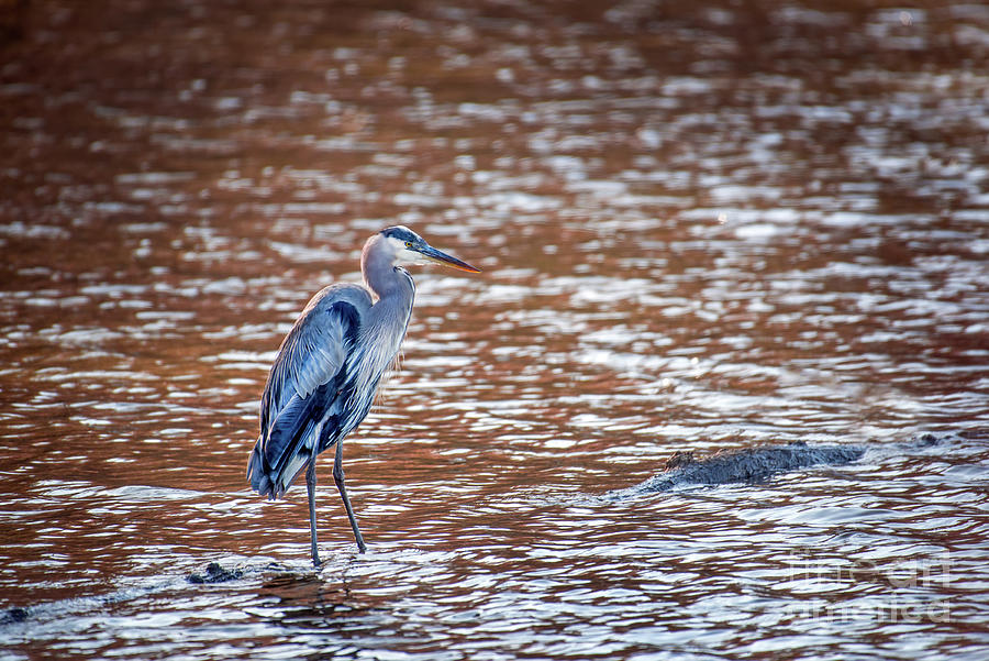 Great Blue Heron Standing in a Rust colored pond Photograph by Patrick Wolf