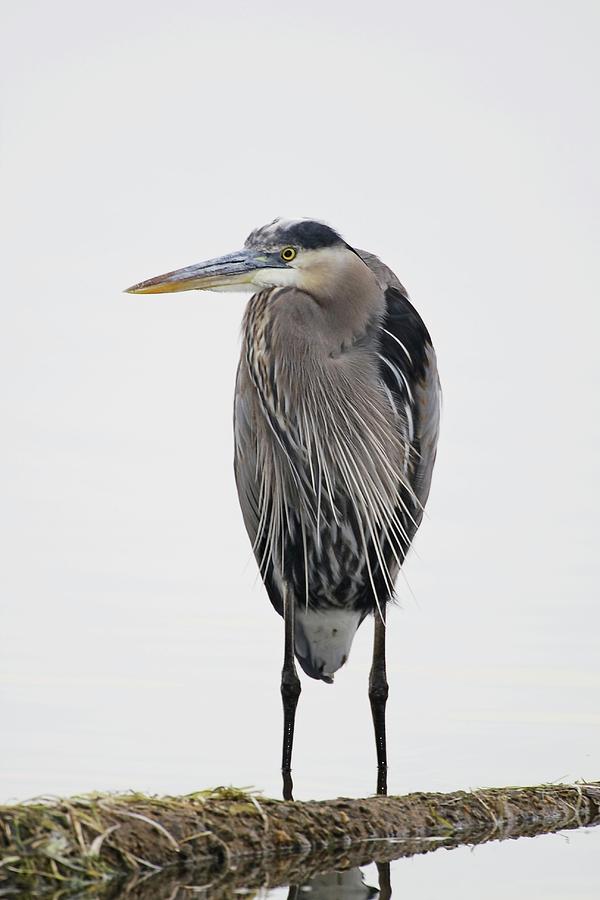 Great Blue Heron Standing In Water Photograph