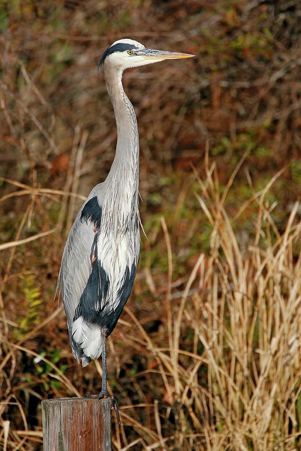 Great Blue Heron Standing On Post Photograph