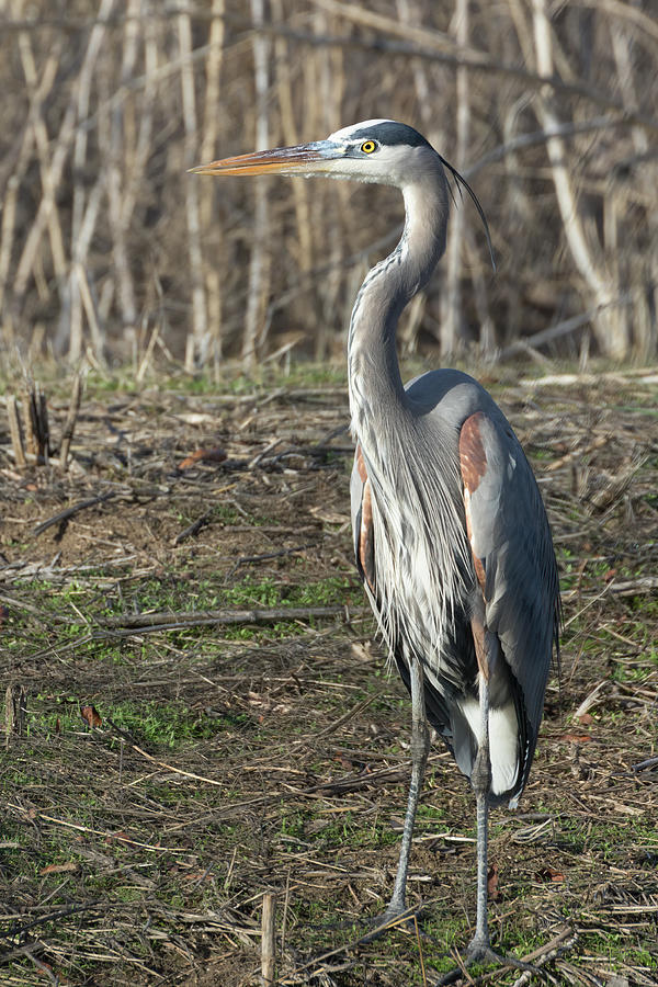 Great Blue Heron Standing Tall  Photograph by Kathleen Bishop