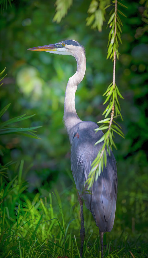 Great Blue Heron Standing Tall Photograph by Mark Andrew Thomas