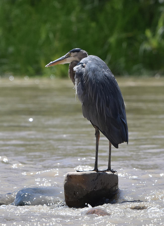 Great Blue Heron Standing Watch on the River Photograph by Ben Foster