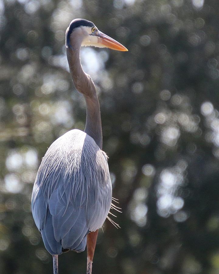 Great Blue Heron Standing Watch Photograph by Philip And Robbie Bracco
