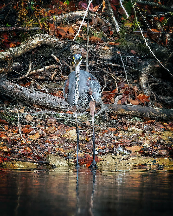 Great Blue Heron Stare Photograph by Alan Raasch