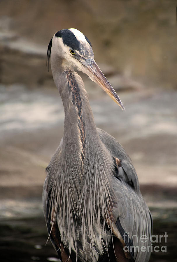 Heron Photograph - Great Blue Heron Staring by Sea Change Vibes