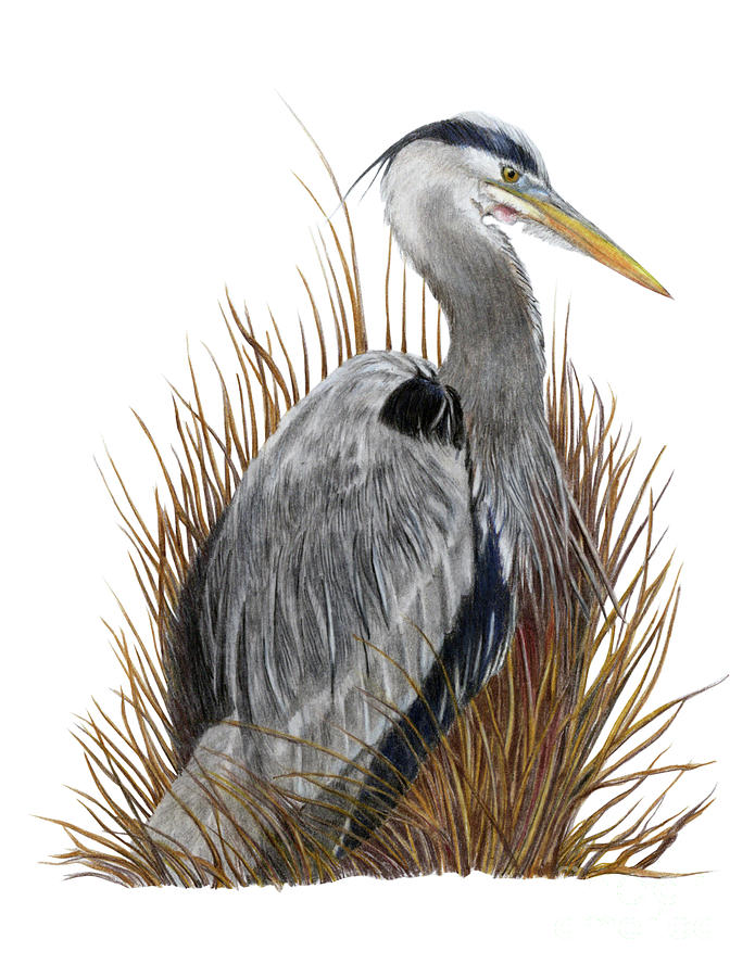 Heron Drawing - Great Blue Heron by Stephany Elsworth