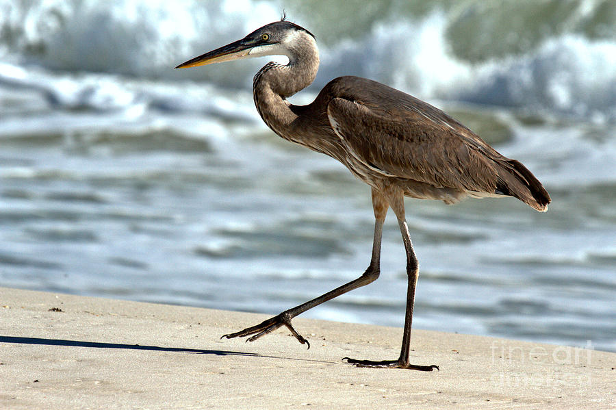 Great Blue Heron Stepping Along The Beach Photograph by Adam Jewell