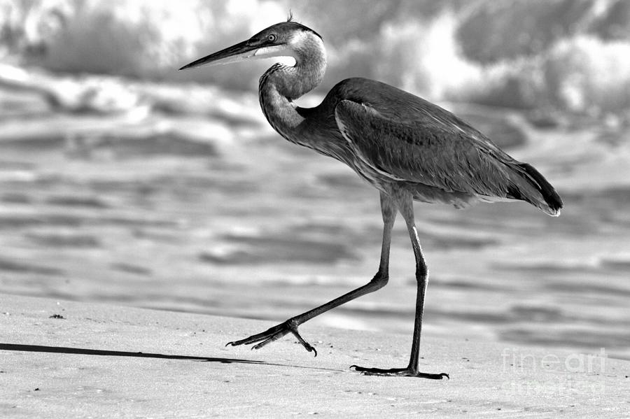 Great Blue Heron Stepping Along The Beach Black And White Photograph by Adam Jewell