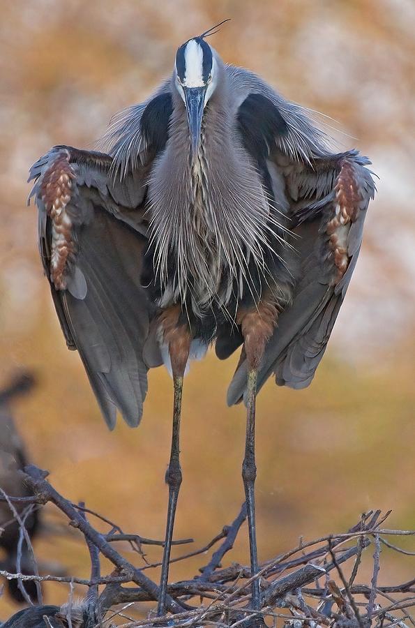 Great Blue Heron Photograph by Steve DaPonte