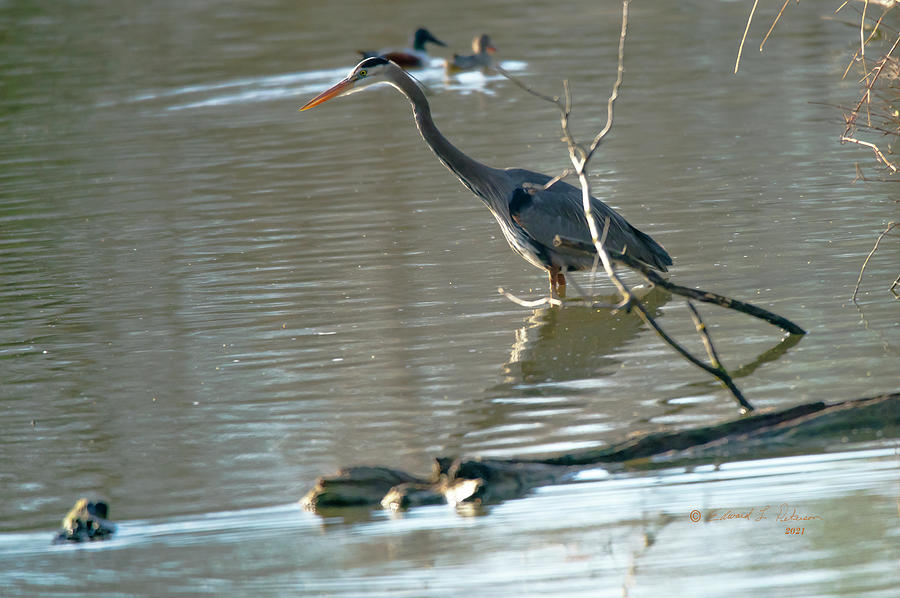 Great Blue Heron Stocking Photograph by Ed Peterson