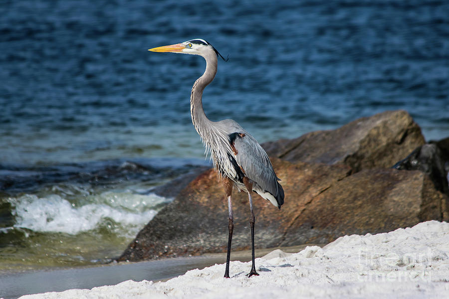 Great Blue Heron Striking a Pose Photograph by Beachtown Views
