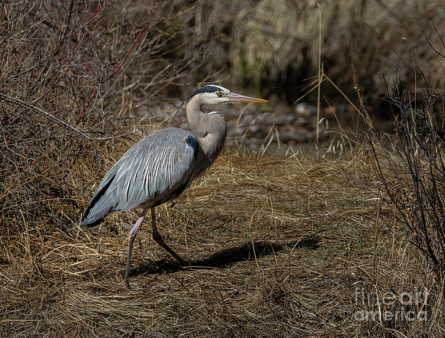 Great Blue Heron Strolling Photograph