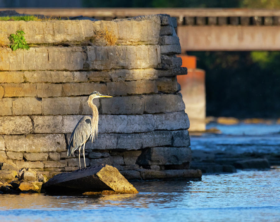 Wildlife Photograph - Great blue Heron sunning on a rock by James Brey