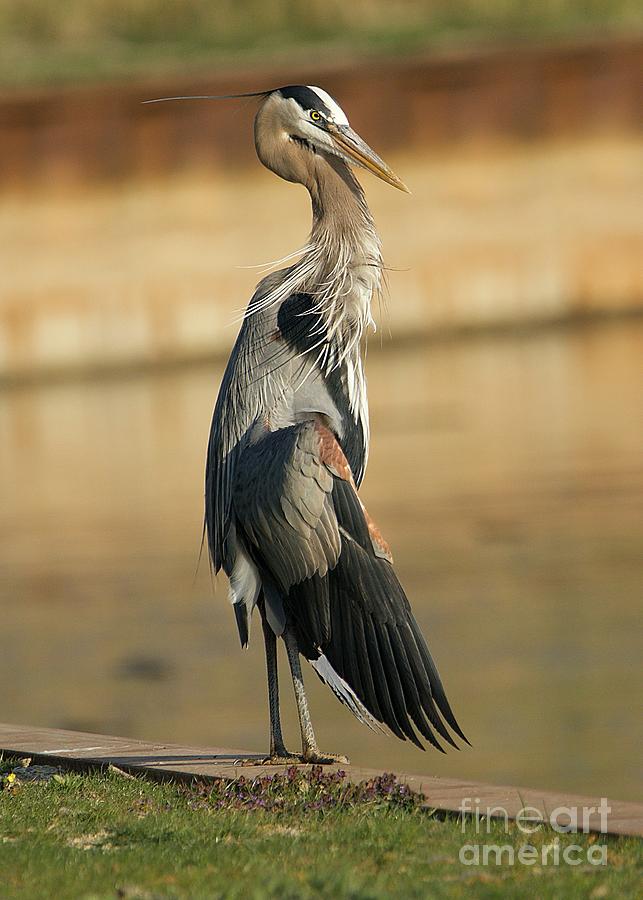Great Blue Heron Sunning Photograph by Yvonne M Smith