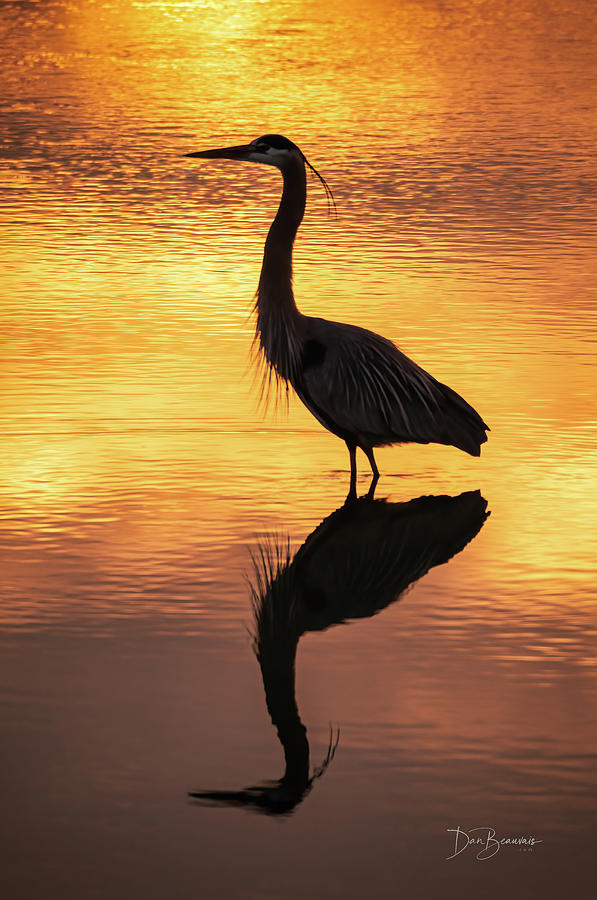 Great Blue Heron Sunrise #0966 Photograph by Dan Beauvais