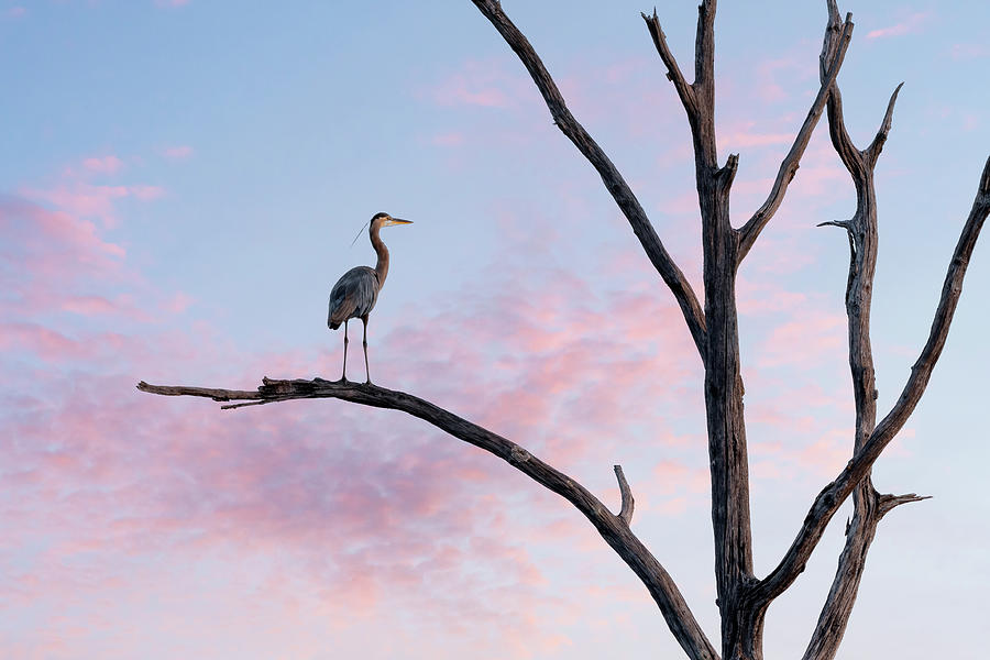 Great Blue Heron Sunrise Photograph by James Barber