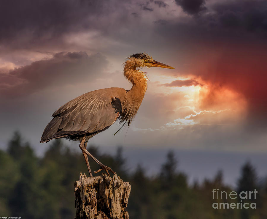 Great Blue Heron Sunset 1 Photograph