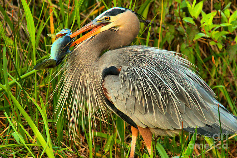 Great Blue Heron Sushi Photograph by Adam Jewell