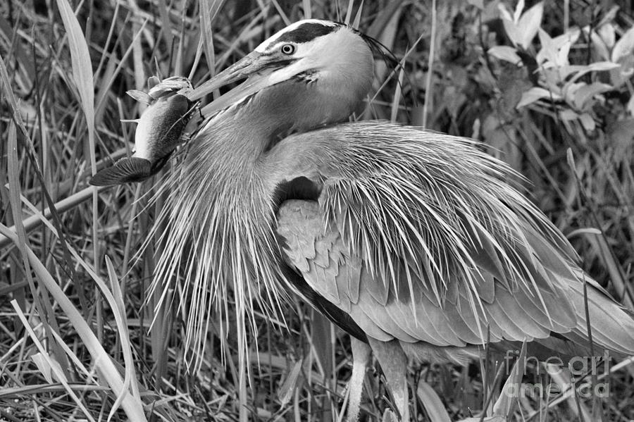 Great Blue Heron Sushi Dinner Black And White Photograph by Adam Jewell