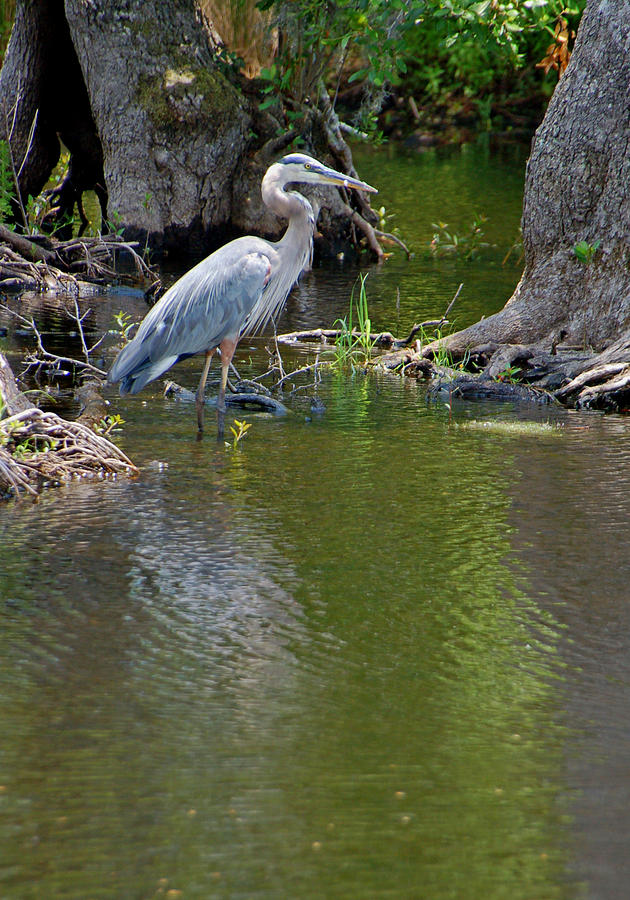 Heron Photograph - Great Blue Heron by Suzanne Gaff