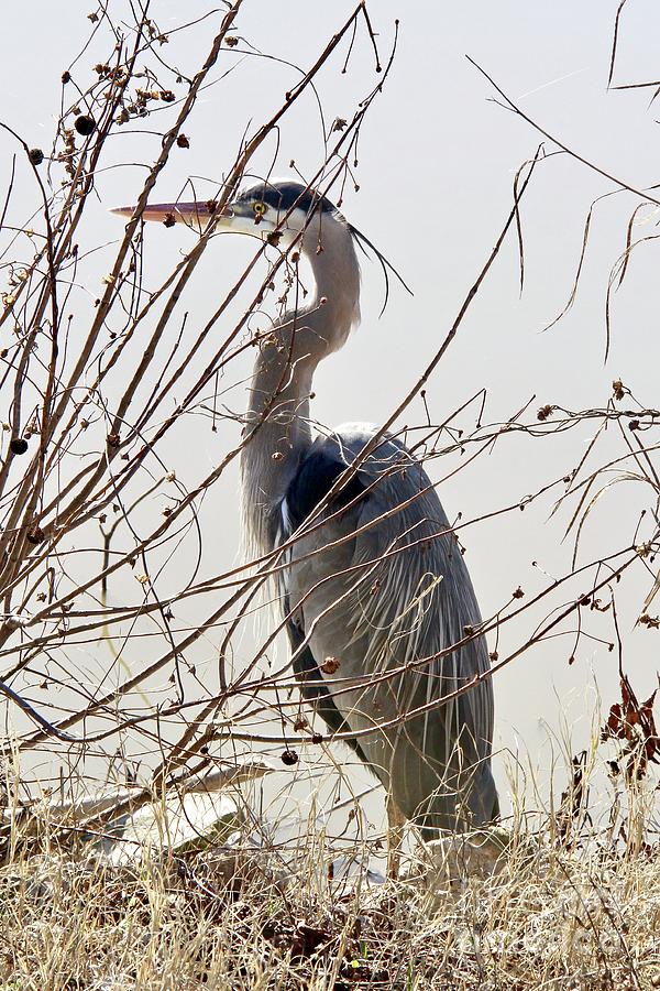 Great Blue Heron Photograph by Suzanne Oesterling