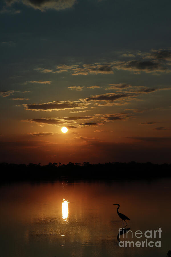 Great Blue Heron Swamp Sunrise Photograph by Brenda Harle - Fine Art ...