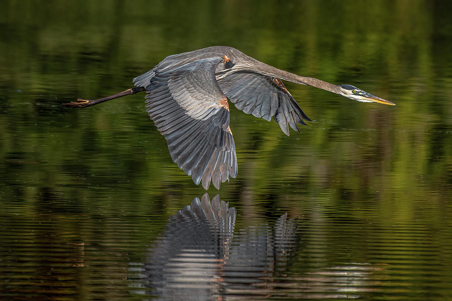Heron Photograph - Great Blue Heron takeoff by Gunter Weber