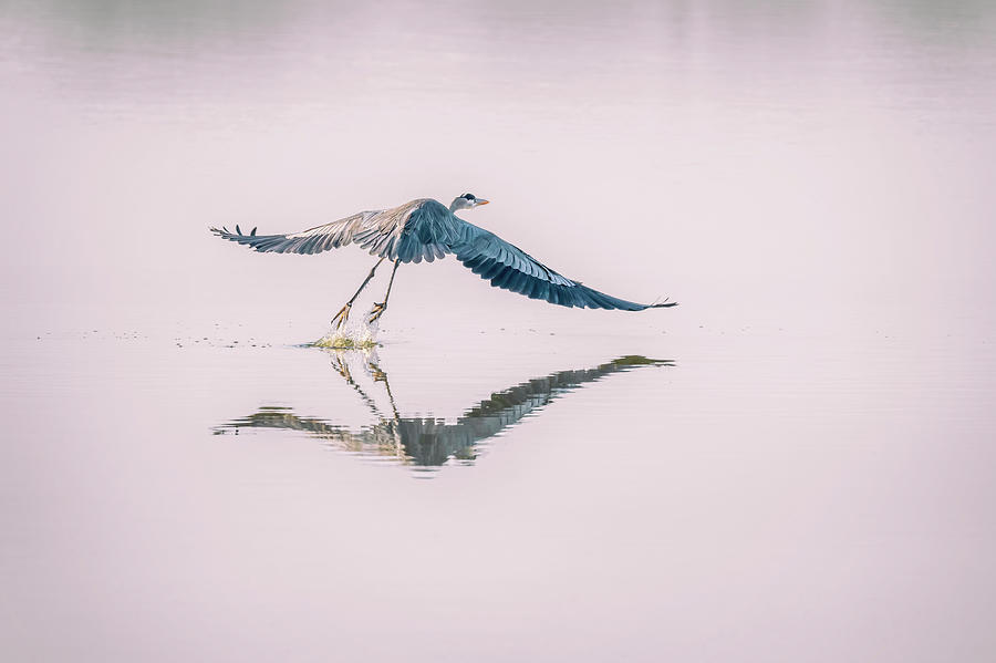 Great Blue Heron Takes Flight Photograph