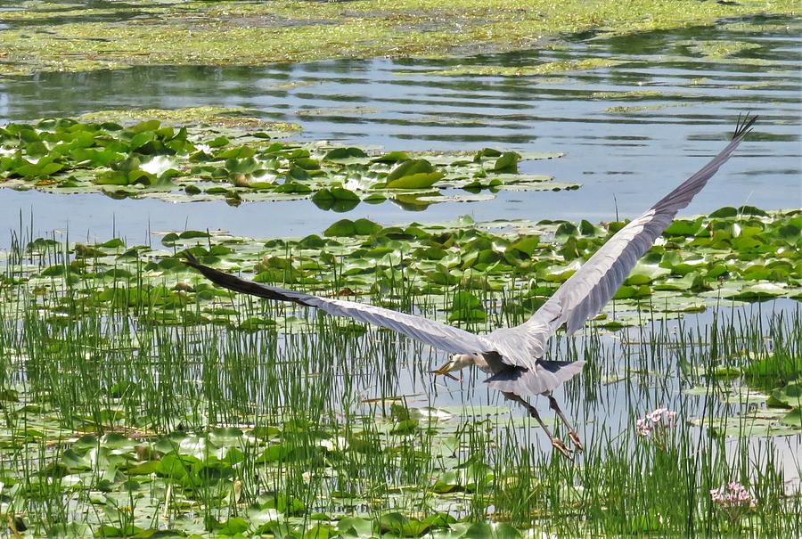 Great Blue Heron Taking Flight Photograph By Guylaine Boyer | Fine Art ...