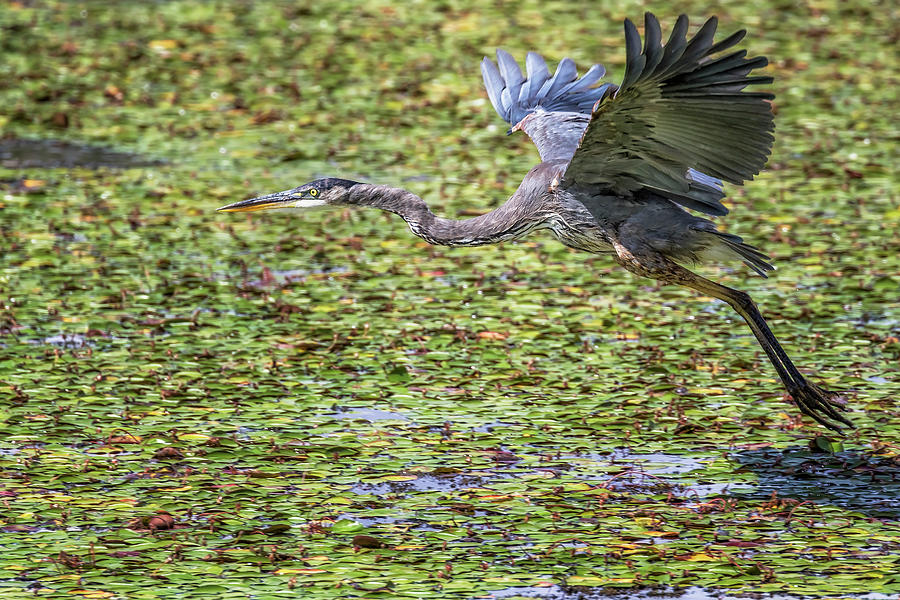 Great Blue Heron Taking Flight Over A Lily Pond Photograph