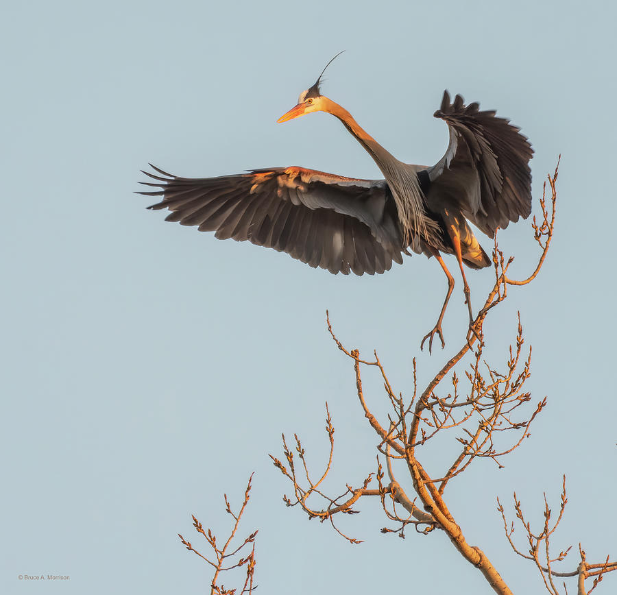 Great Blue Heron Taking Off Photograph by Bruce Morrison
