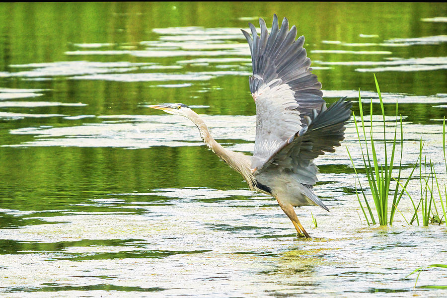 Great Blue Heron Taking Off Photograph by Charline Xia