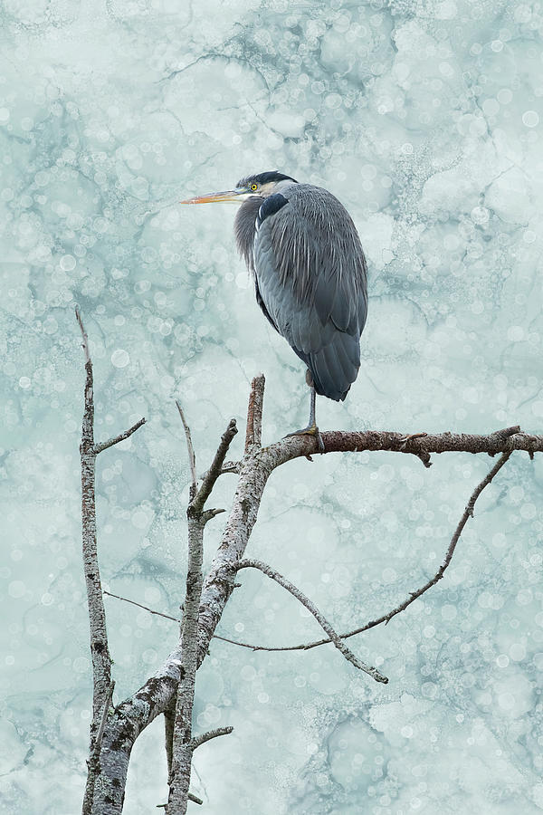 Great Blue Heron - The Lookout Photograph by Peggy Collins