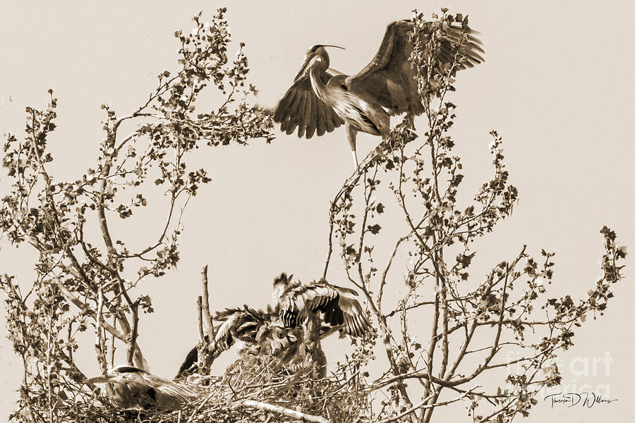 Great Blue Heron The Nest Photograph by Theresa D Williams