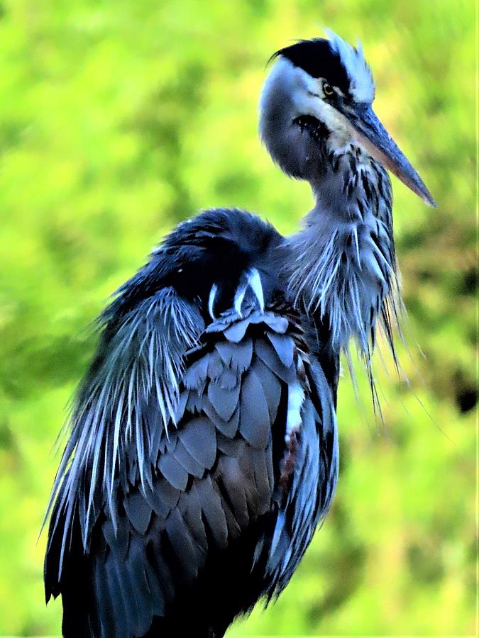 Great Blue Heron - Three Photograph by Linda Stern