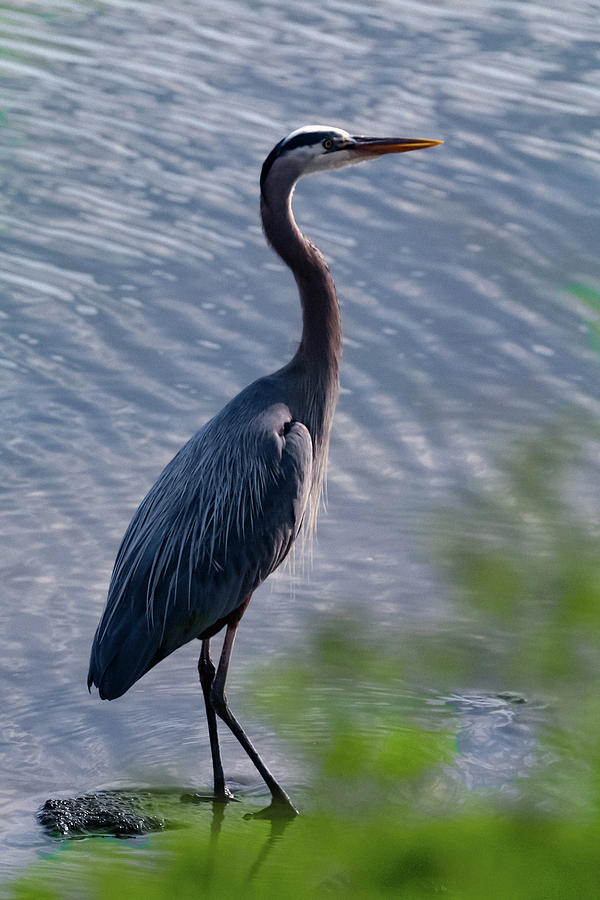 Great Blue Heron Photograph by Timothy Conroy - Fine Art America