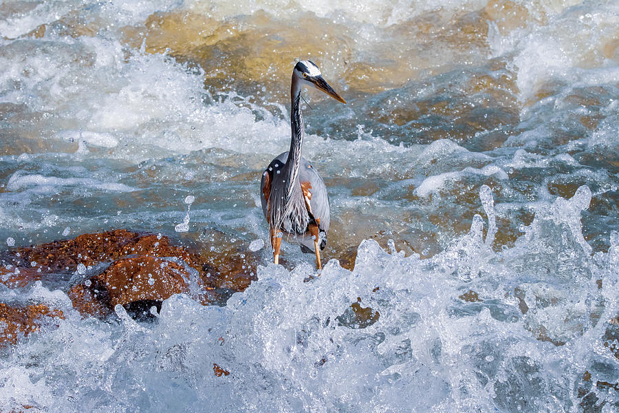 Great Blue Heron - Turbulent Waters Photograph by Chad Meyer
