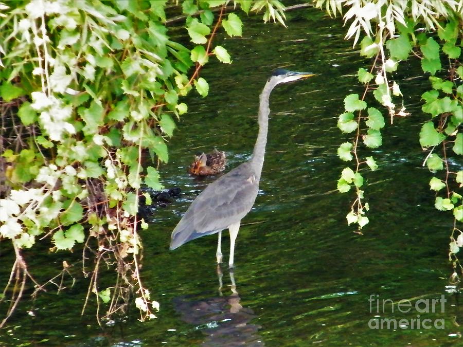 Great Blue Heron Under Riverbank Tree With Mallard Hen Summer Indiana 