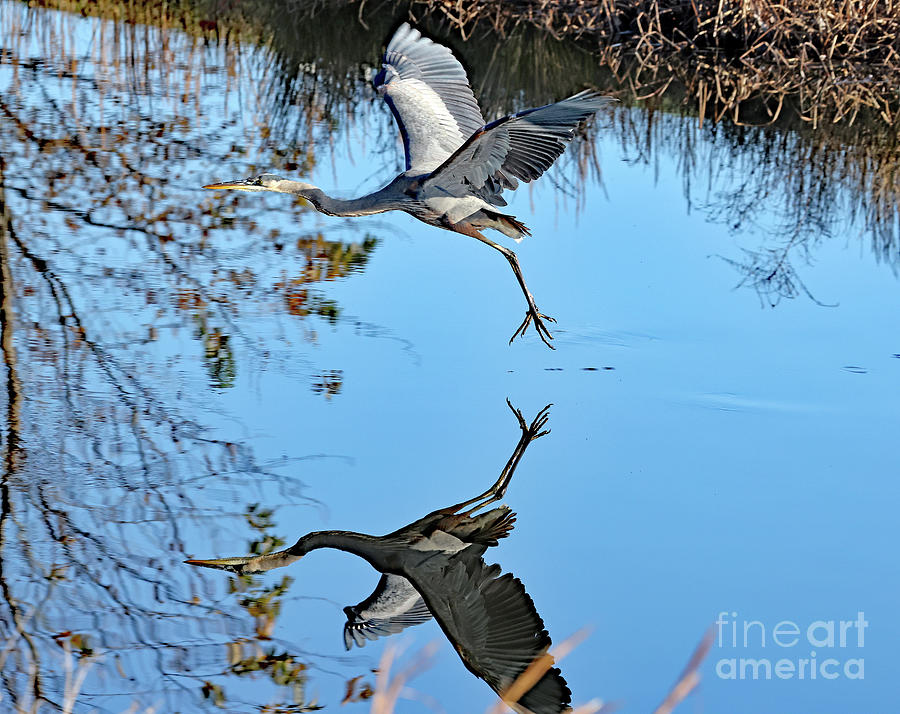 Great Blue Heron Underside Mirror Image Photograph by Allan Levin