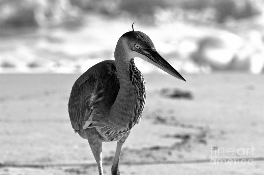 Great Blue Heron Up Close And Personal Black And White Photograph by Adam Jewell