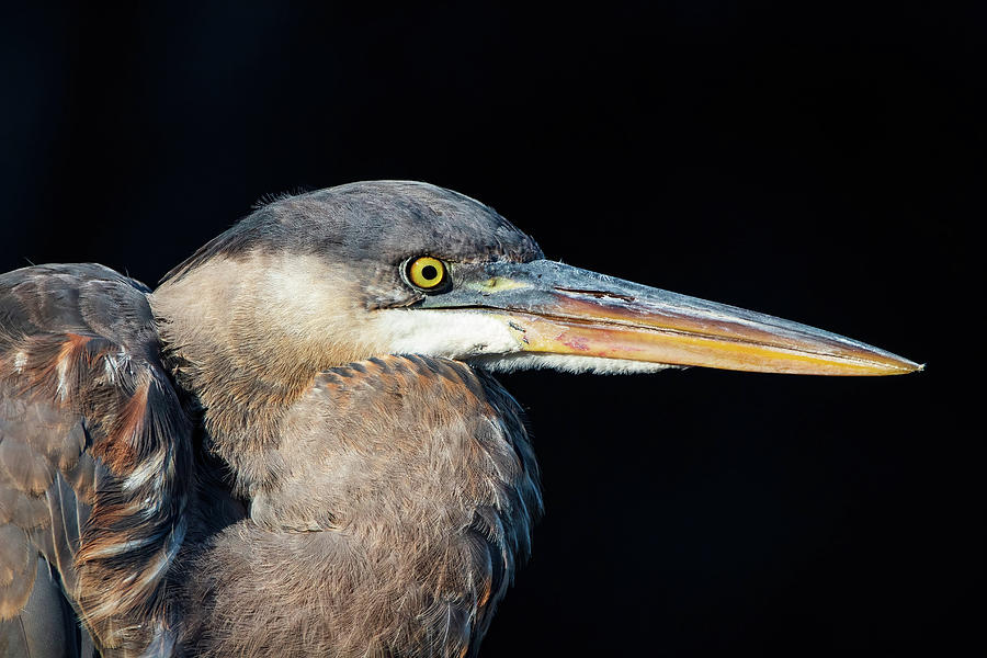 Great Blue Heron - Up Close Photograph by Chad Meyer