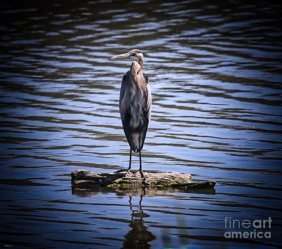 Great Blue Heron Photograph by Veronica Batterson