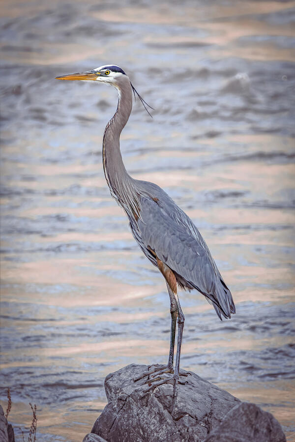 Great Blue Heron Vertical Photograph by Laurel Gale - Fine Art America