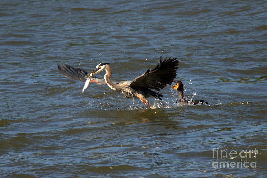 Great Blue Heron vs Cormorant Photograph by Adam Jewell