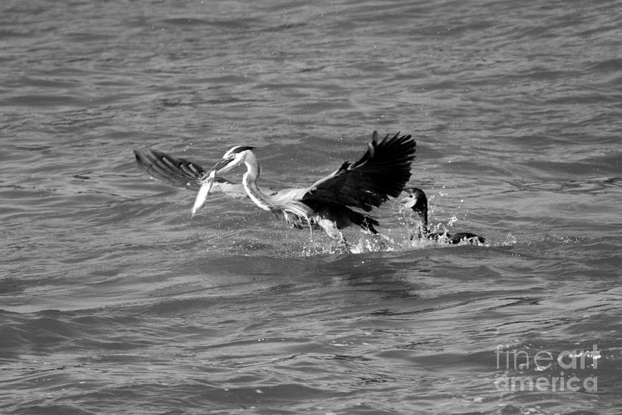 Great Blue Heron vs Cormorant Black And White Photograph by Adam Jewell
