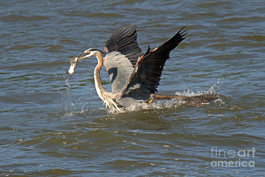 Great Blue Heron vs Cormorant Scuffle Photograph by Adam Jewell